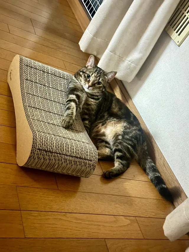 猫が爪とぎに手をかけて研いでいる様子