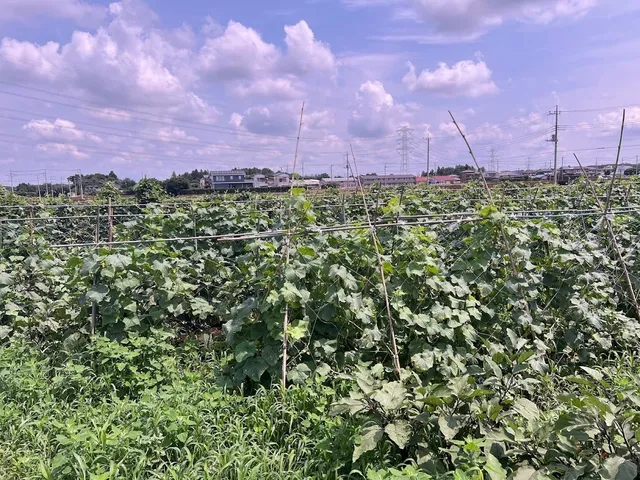 支柱で誘引されたきゅうりやなすなどが育つ広大な畑の風景